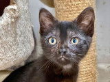 En attente d'adoption, chatonne noire