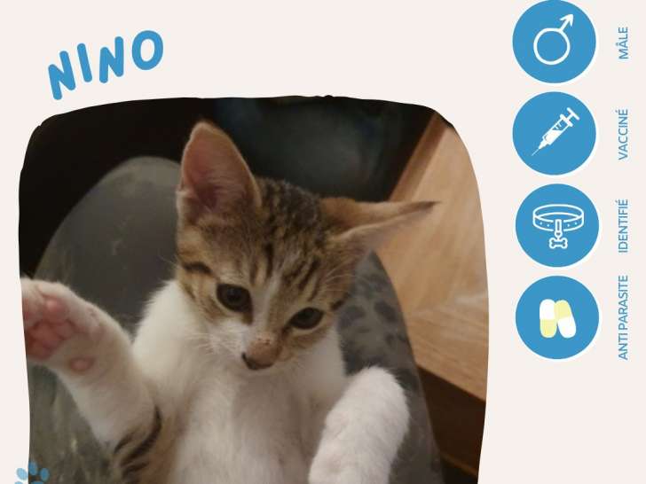 En attente d'adoption : chaton mâle tigré