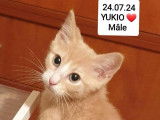 Chaton mâle de 6 mois à adopter