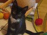 Chatonne noir et blanc en attente d'adoption