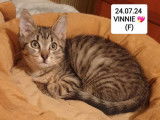Chaton femelle tigré disponible à l'adoption