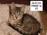 Chaton femelle tigré disponible à l'adoption