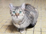 Disponible à l'adoption, chatte tigrée