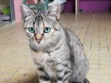 Disponible à l'adoption, chatte tigrée