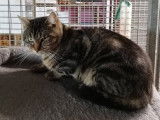 En attente d'adoption, chat de 3 ans