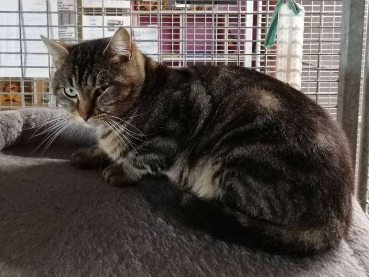 En attente d'adoption, chat de 3 ans