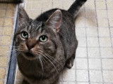 En attente d'adoption : chat de 6 ans