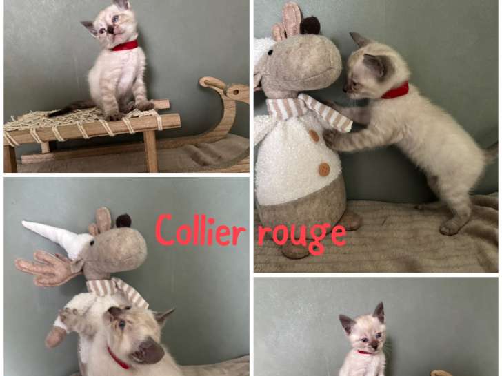 Chaton Bengal LOOF snow lynx à vendre