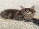 Chatonnes Maine Coon authentiques à vendre