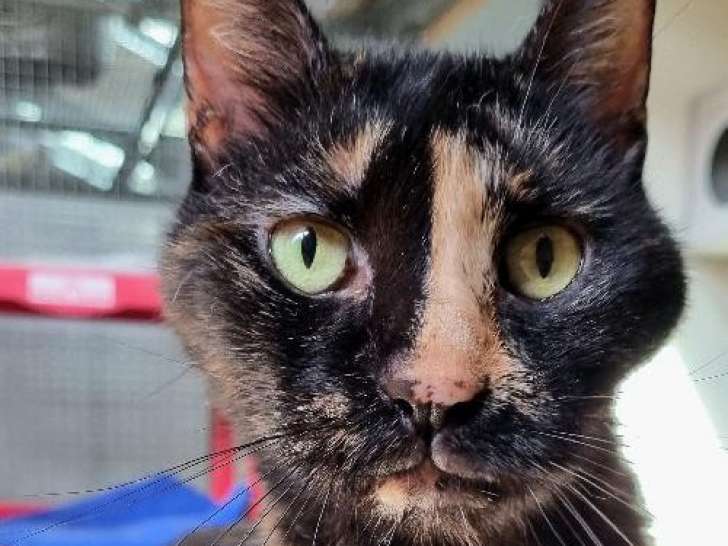 Disponible à l'adoption : chatte de 12 ans
