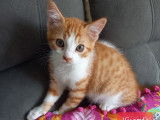 En quête d’un foyer : chaton mâle roux et blanc