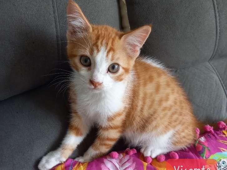 En quête d’un foyer : chaton mâle roux et blanc