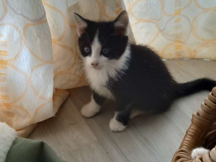 À la recherche d’un foyer : chaton mâle noir et blanc