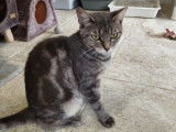 À accueillir : chatte tigré gris