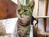 À accueillir : chatte tigré gris