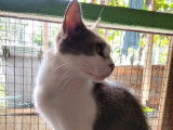 En attente d’une famille : chatte gris et blanc