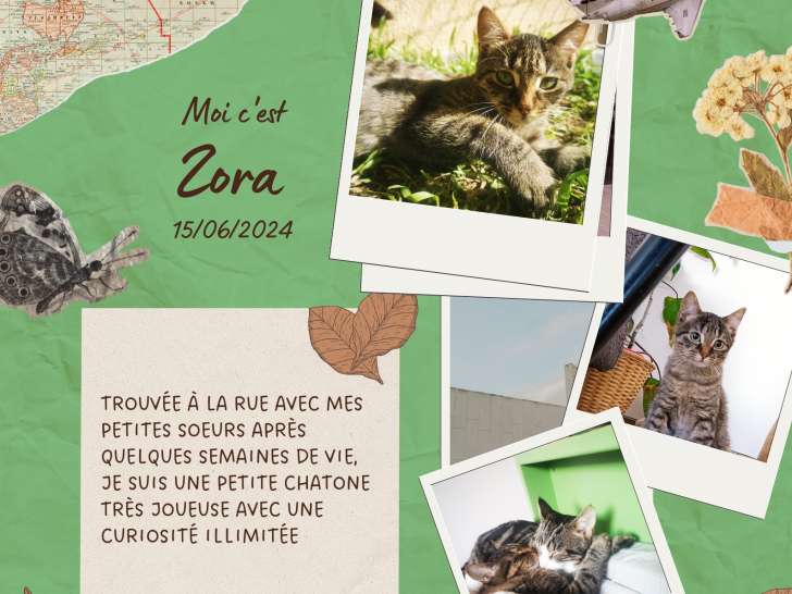 À la recherche d’une famille : chatonne marron