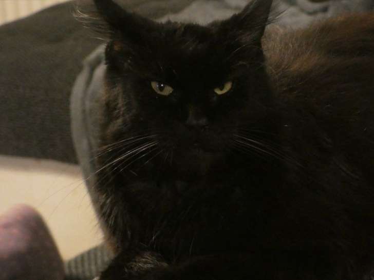 À vendre, une chatte Maine Coon LOOF