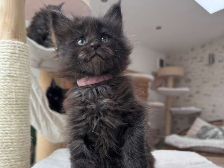 Chatonne Maine Coon LOOF à vendre