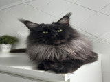 Chatonne Maine Coon LOOF à vendre