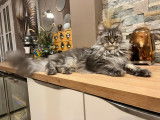 Chatonne Maine Coon LOOF à vendre