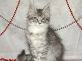 5 chatons Maine Coons LOOF à acheter