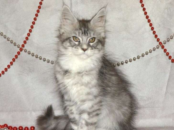 5 chatons Maine Coons LOOF à acheter