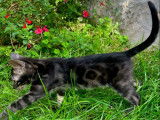 À vendre un chaton mâle Bengal charcoal LOOF