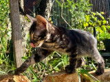 À vendre un chaton mâle Bengal charcoal LOOF