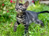 À vendre un chaton mâle Bengal charcoal LOOF