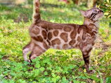 À vendre un chaton mâle Bengal charcoal LOOF