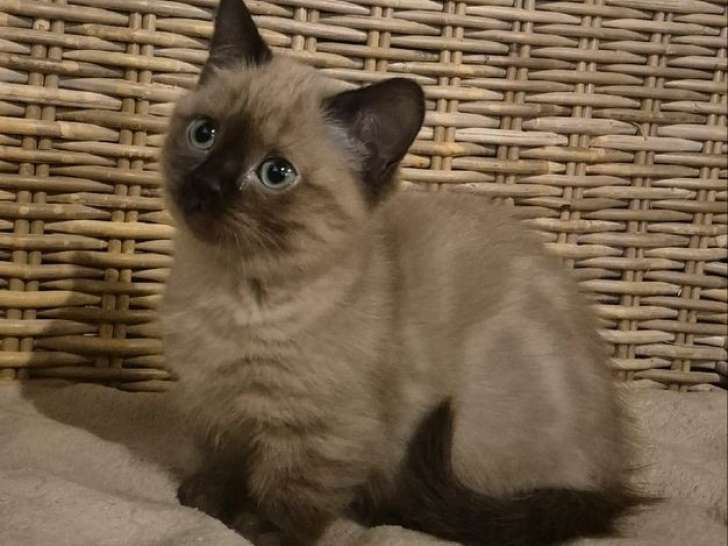 5 chatons Munchkin LOOF à réserver