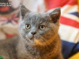 À réserver 4 chatons British Shorthair LOOF