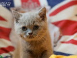 À réserver 4 chatons British Shorthair LOOF
