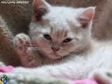 À réserver 4 chatons British Shorthair LOOF