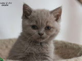 À réserver 4 chatons British Shorthair LOOF