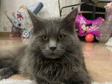 Chat adulte Maine Coon LOOF disponible pour saillie