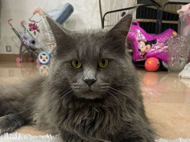 Chat adulte Maine Coon LOOF disponible pour saillie