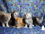 Chatons de race Maine Coon à vendre (2 femelles & 2 mâles)