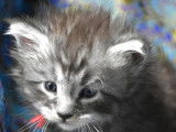 Chatons mâles Maine Coon polydactyle Hemingway à vendre