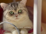 Hanako, adorable petite Scottish straight blue silver blotched tabby bicolore à vendre
