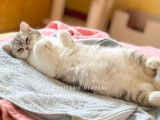 Hanako, adorable petite Scottish straight blue silver blotched tabby bicolore à vendre