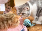 Hanako, adorable petite Scottish straight blue silver blotched tabby bicolore à vendre