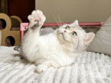 Hanako, adorable petite Scottish straight blue silver blotched tabby bicolore à vendre