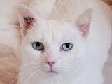 Yetie, chatte à adopter