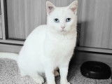 Yetie, chatte à adopter
