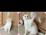 Yetie, chatte à adopter