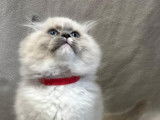 Volcano, m&acirc;le Blue Mitted