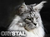Crystal Akella Leader, mâle Maine Coon LOOF disponible pour saillie