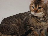 Chatte Toyger à vendre